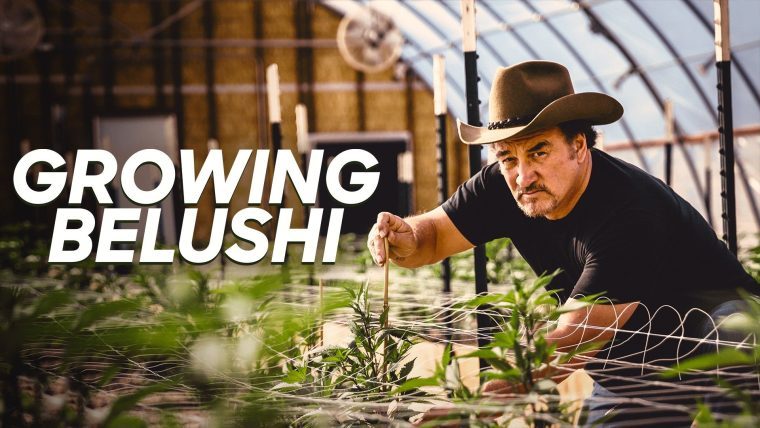 Growing Belushi