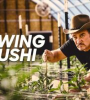 Growing Belushi