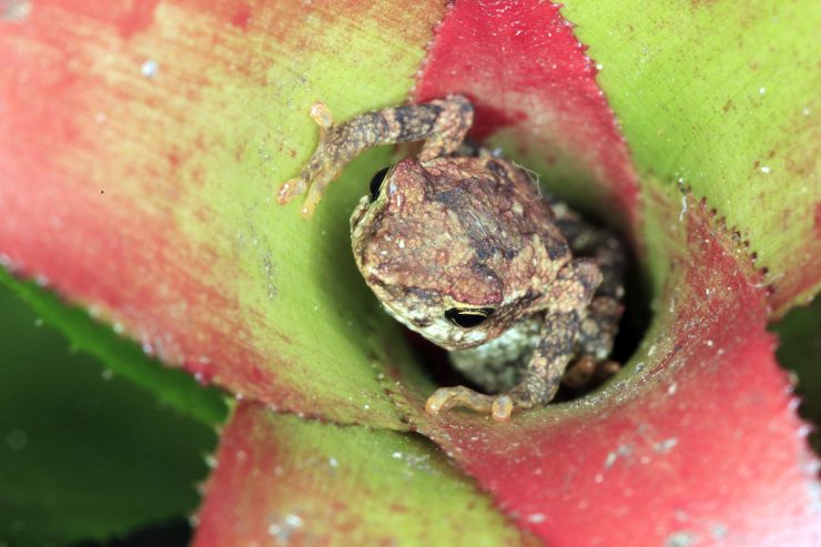 Small frogs found in Brazil