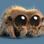 Lucas the Spider
