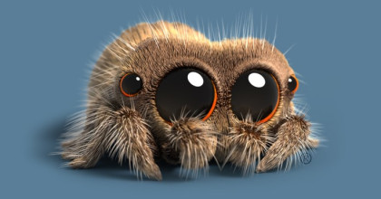 Lucas the Spider
