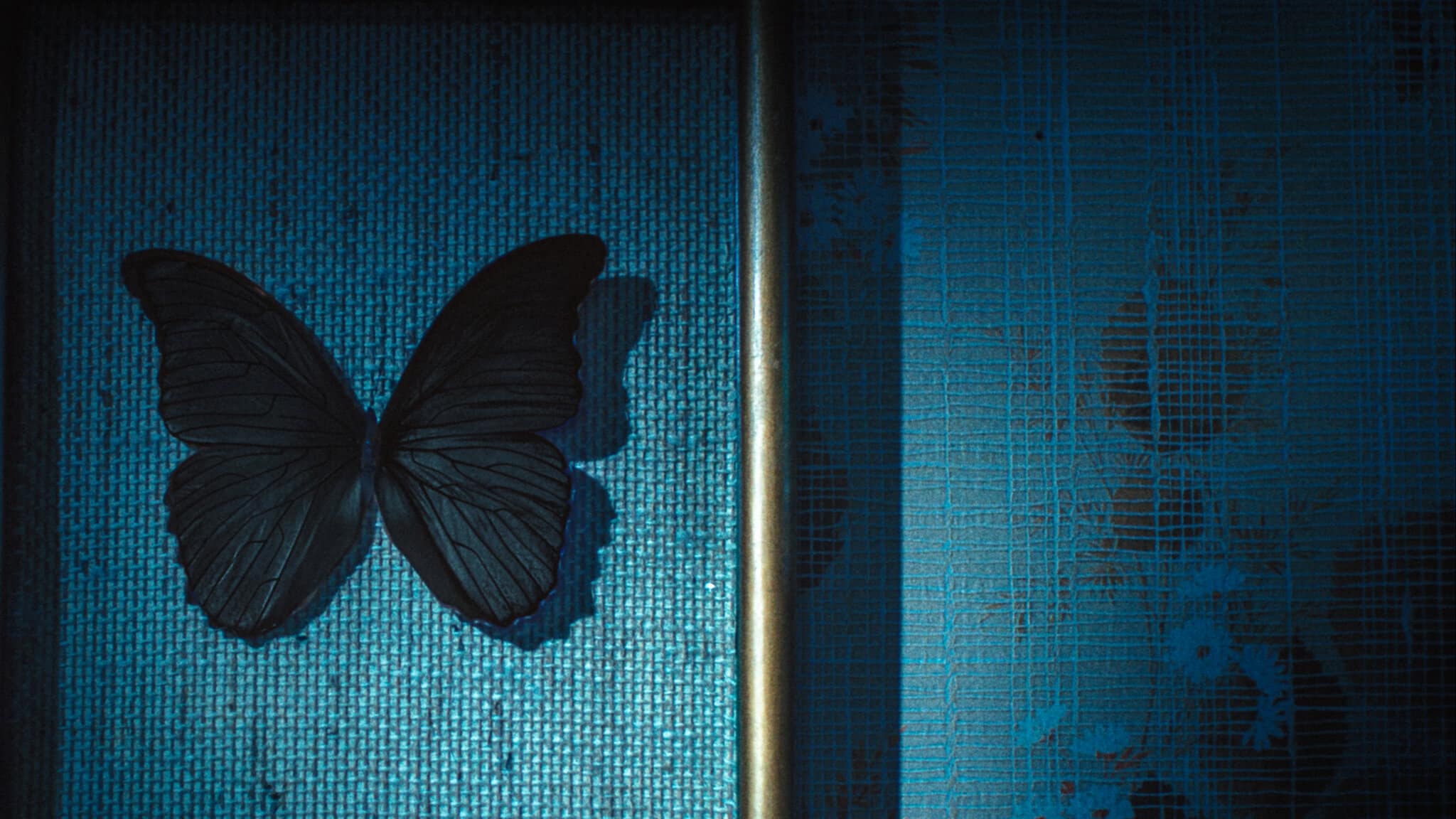 Black Butterflies
