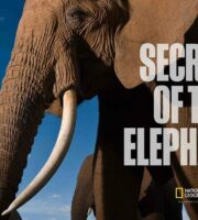 Secrets of the Elephants