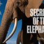 Secrets of the Elephants