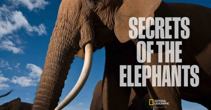 Secrets of the Elephants