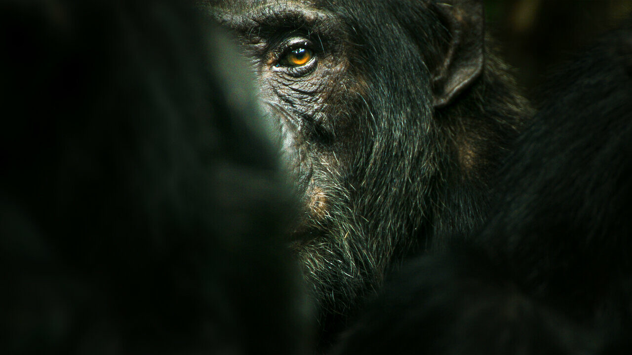 Chimp Empire