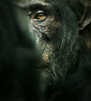 Chimp Empire