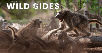 The Wild Sides