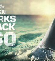 When Sharks Attack 360