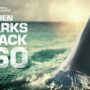 When Sharks Attack 360