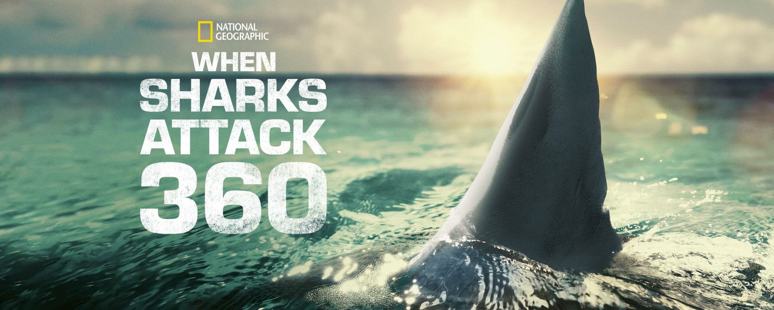 wsa When Sharks Attack 360