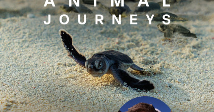 Incredible Animal Journeys