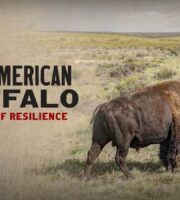 The American Buffalo