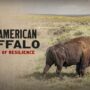 The American Buffalo
