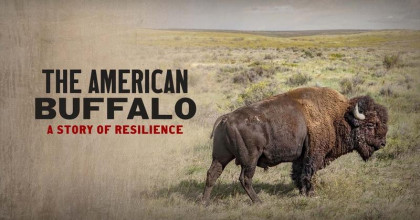 The American Buffalo