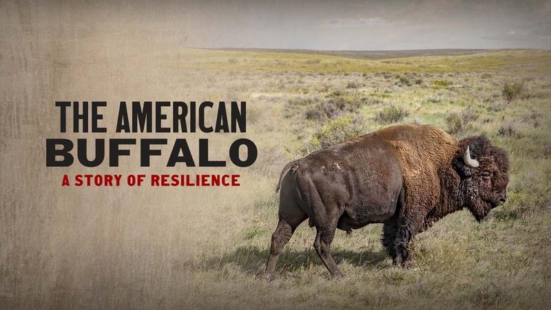 The American Buffalo The American Buffalo