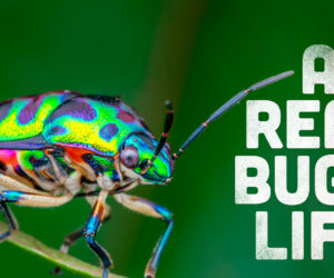 A Real Bug's Life