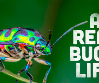 A Real Bug's Life