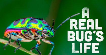 A Real Bug's Life