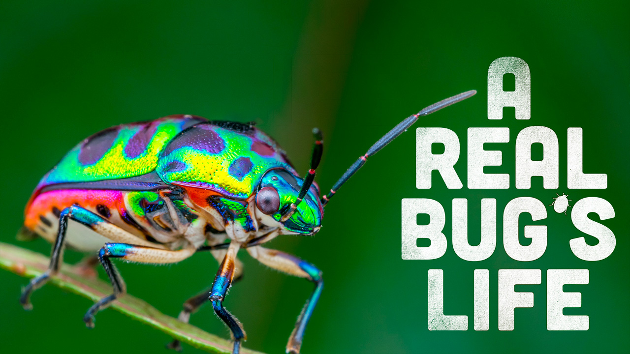 A Real Bug's Life