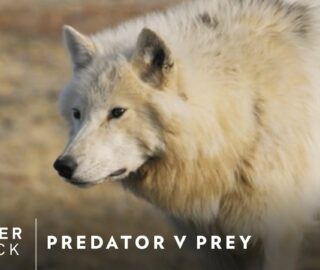 Predator v Prey