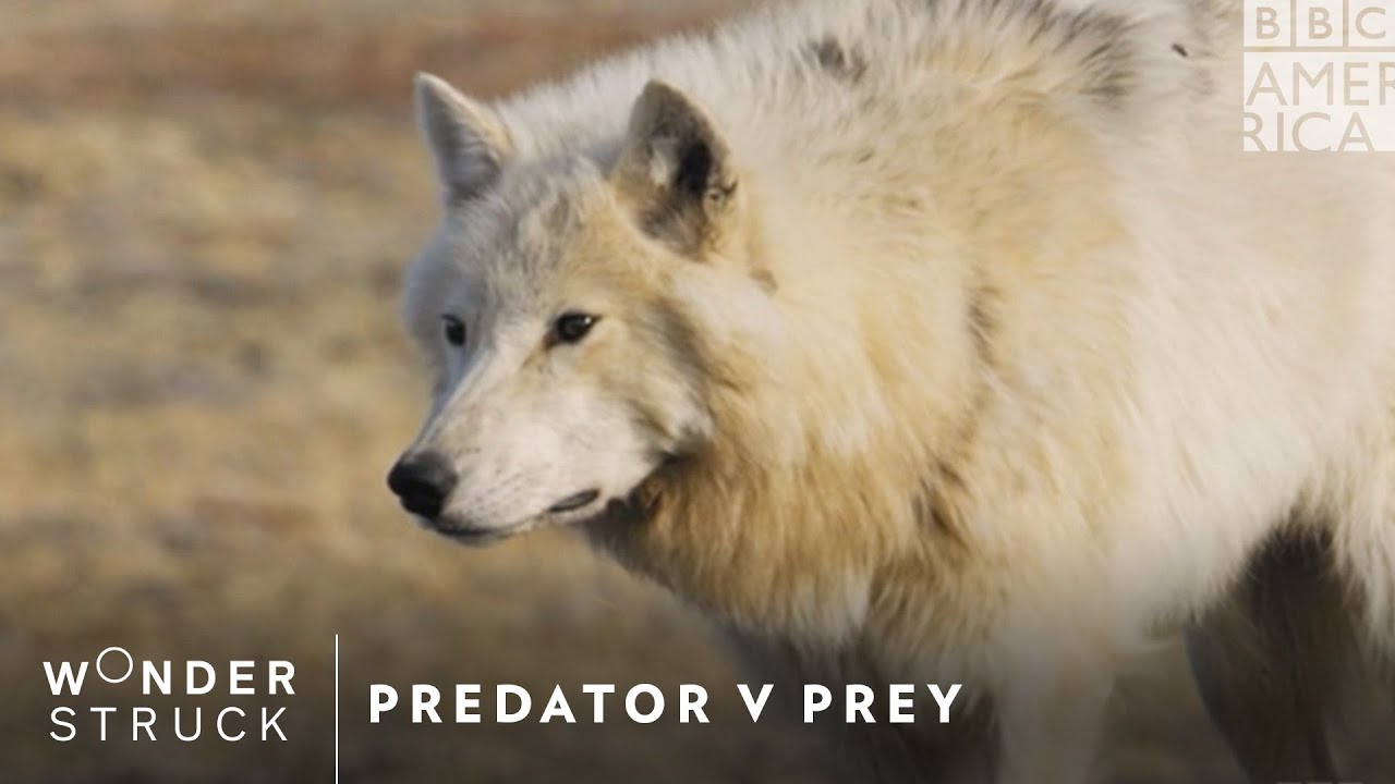 Predator v Prey