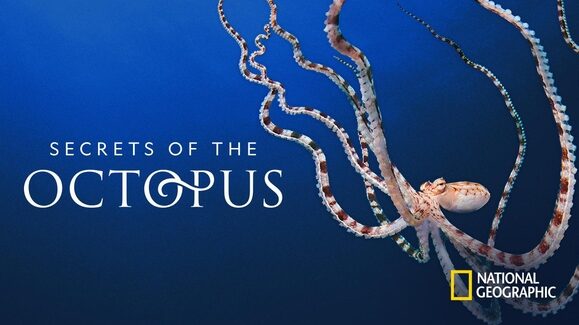 Secrets Of The Octopus