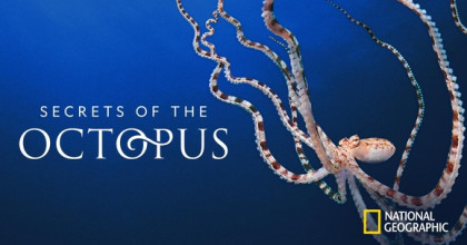 Secrets Of The Octopus