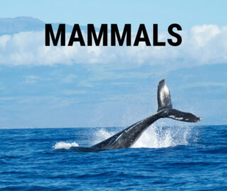 Mammals