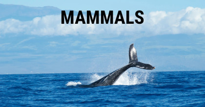 Mammals