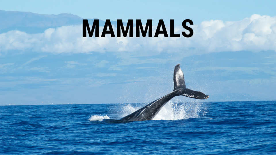 Mammals