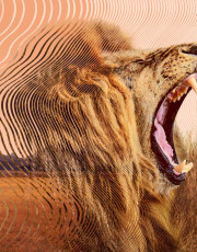Secret World of Sound with David Attenborough