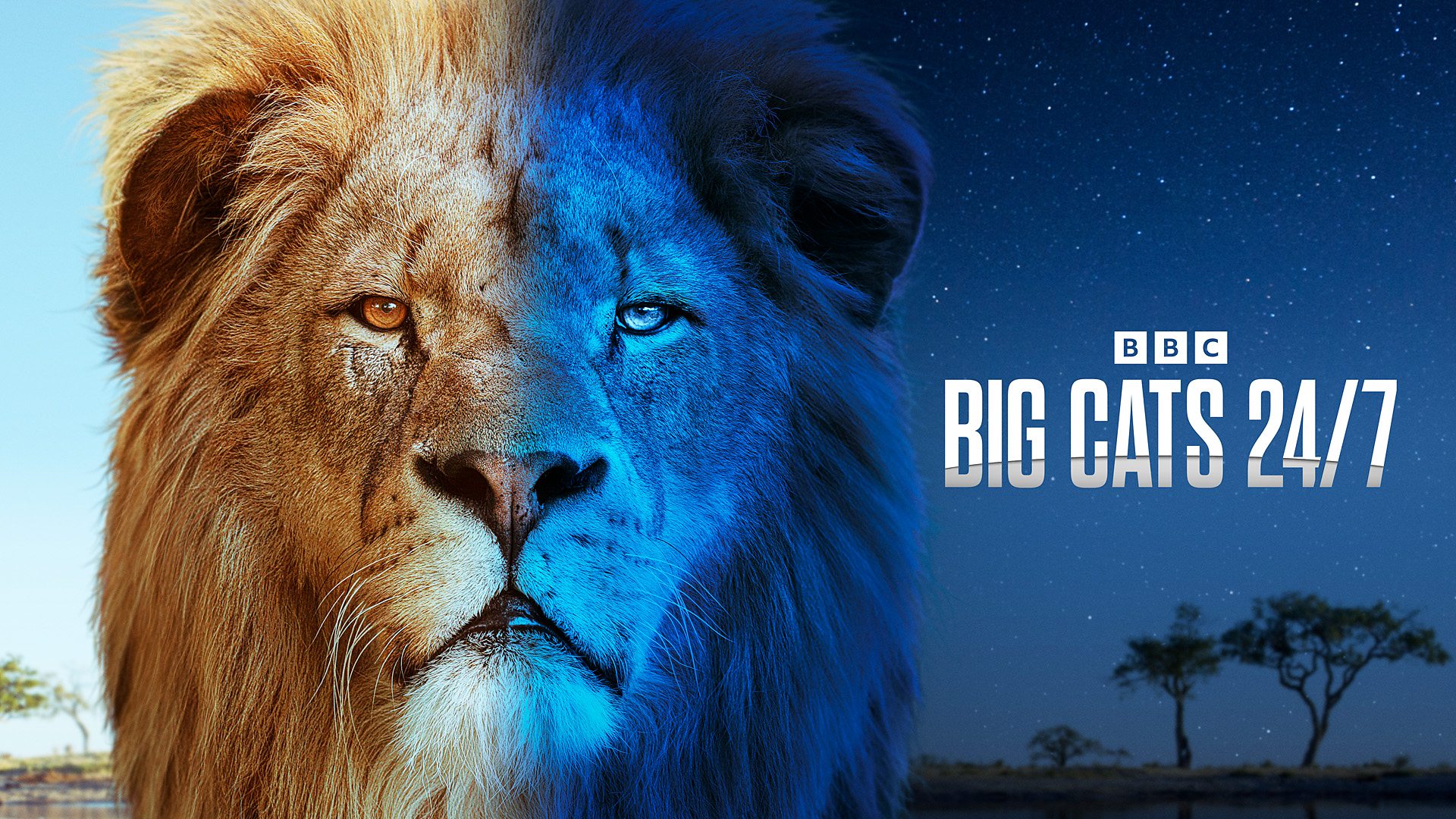 Big Cats 24/7 Big Cats 24/7