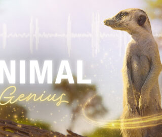 Animal Genius