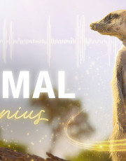 Animal Genius