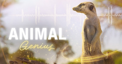 Animal Genius