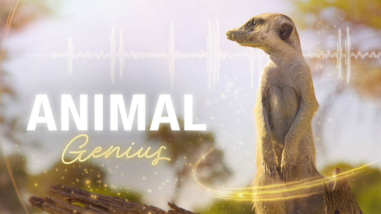 Animal Genius Animal Genius