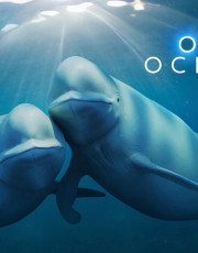 Our Oceans
