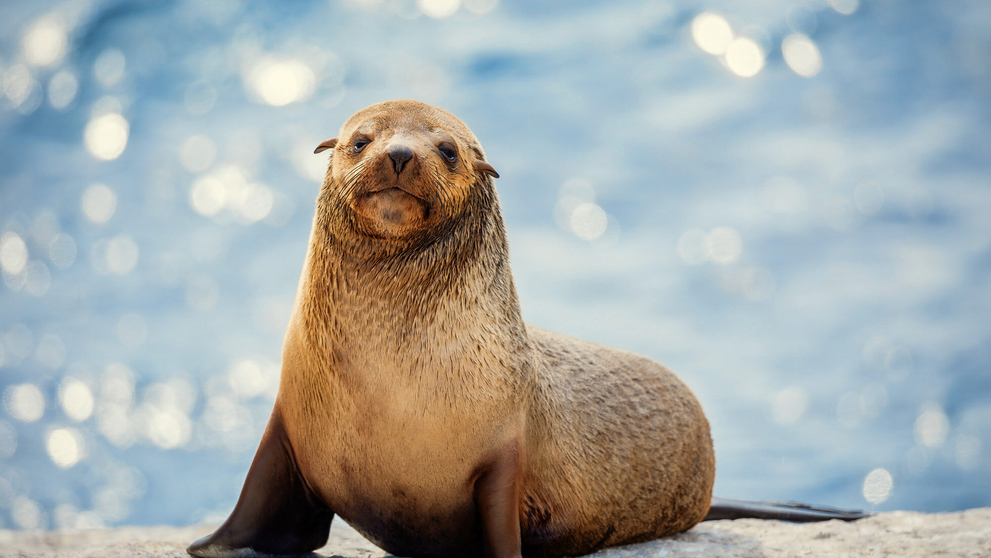 The Secret Lives of Animals