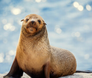 The Secret Lives of Animals