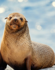 The Secret Lives of Animals