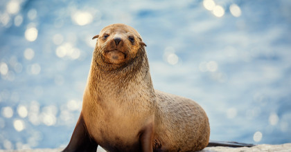 The Secret Lives of Animals